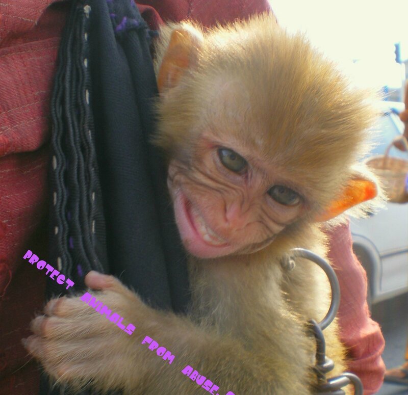 Young Monkey on Shoulder