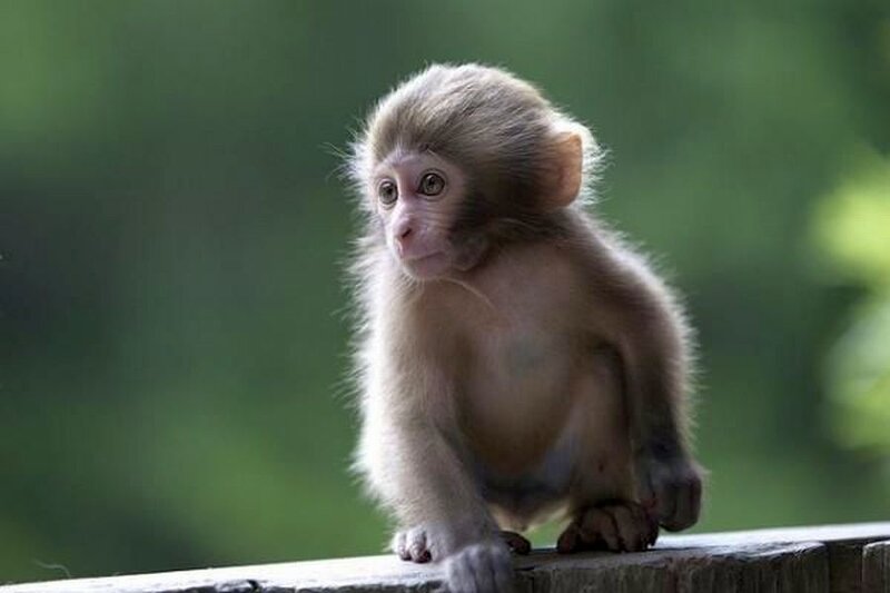 Young Monkey on Wood