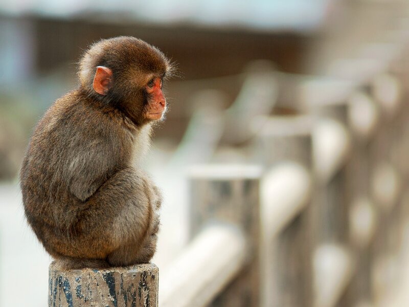 Young Monkey Sitting — Brown, Calm, Photograph