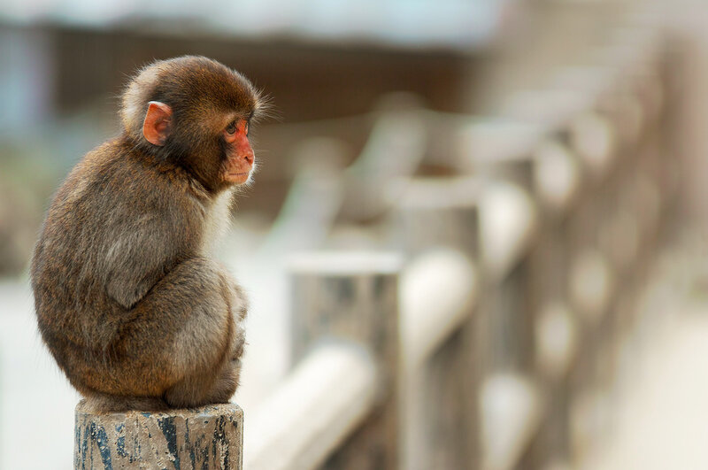 Young Monkey Sitting — Brown, Calm