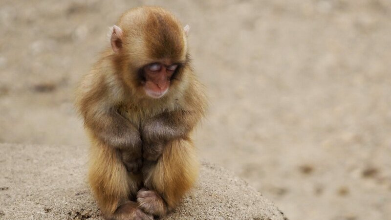 Young Monkey Sitting — Brown