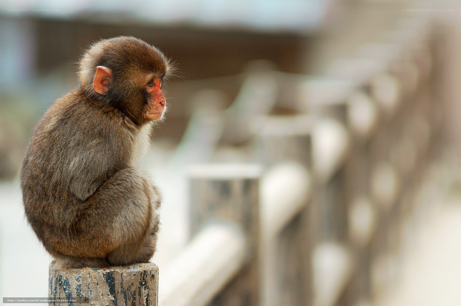 young monkey sitting on post