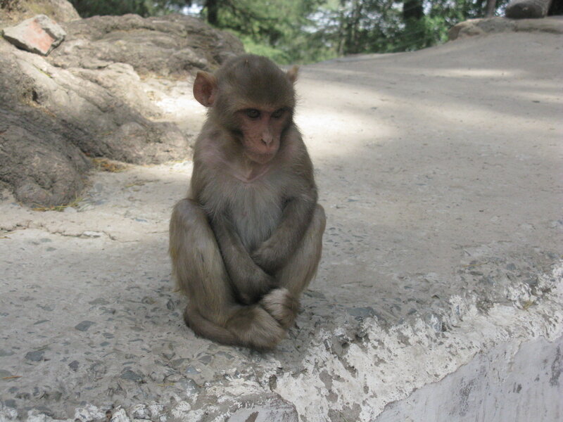 Young Monkey Sitting