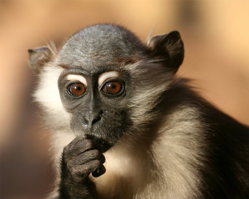 Young Monkey with White Face