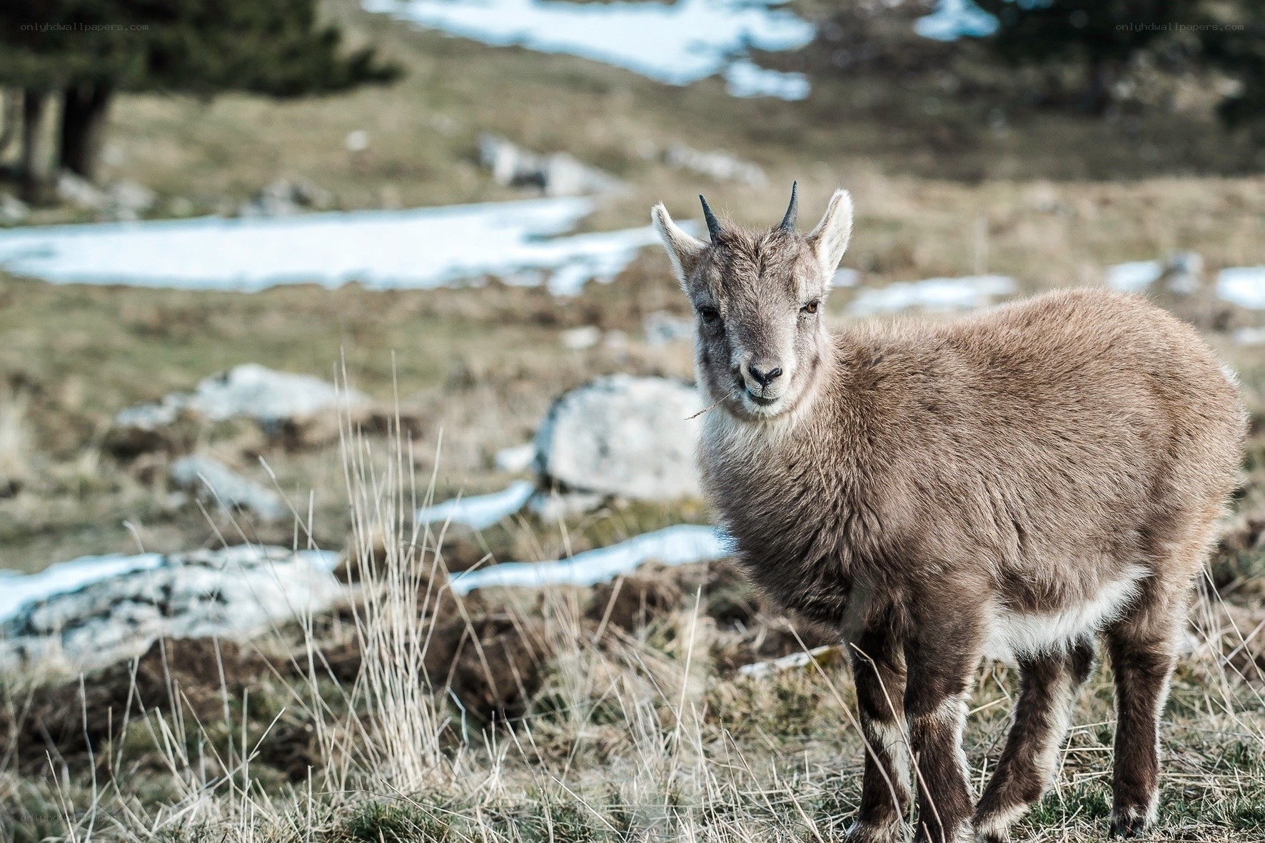 Young mountain goat in alpine meadow