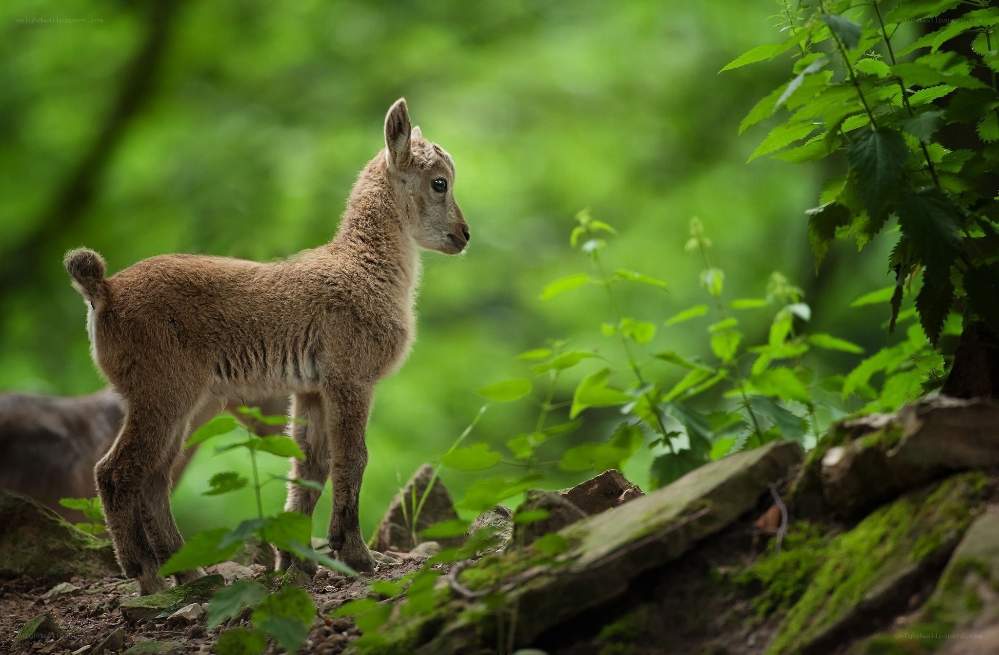 Young mountain goat in forest