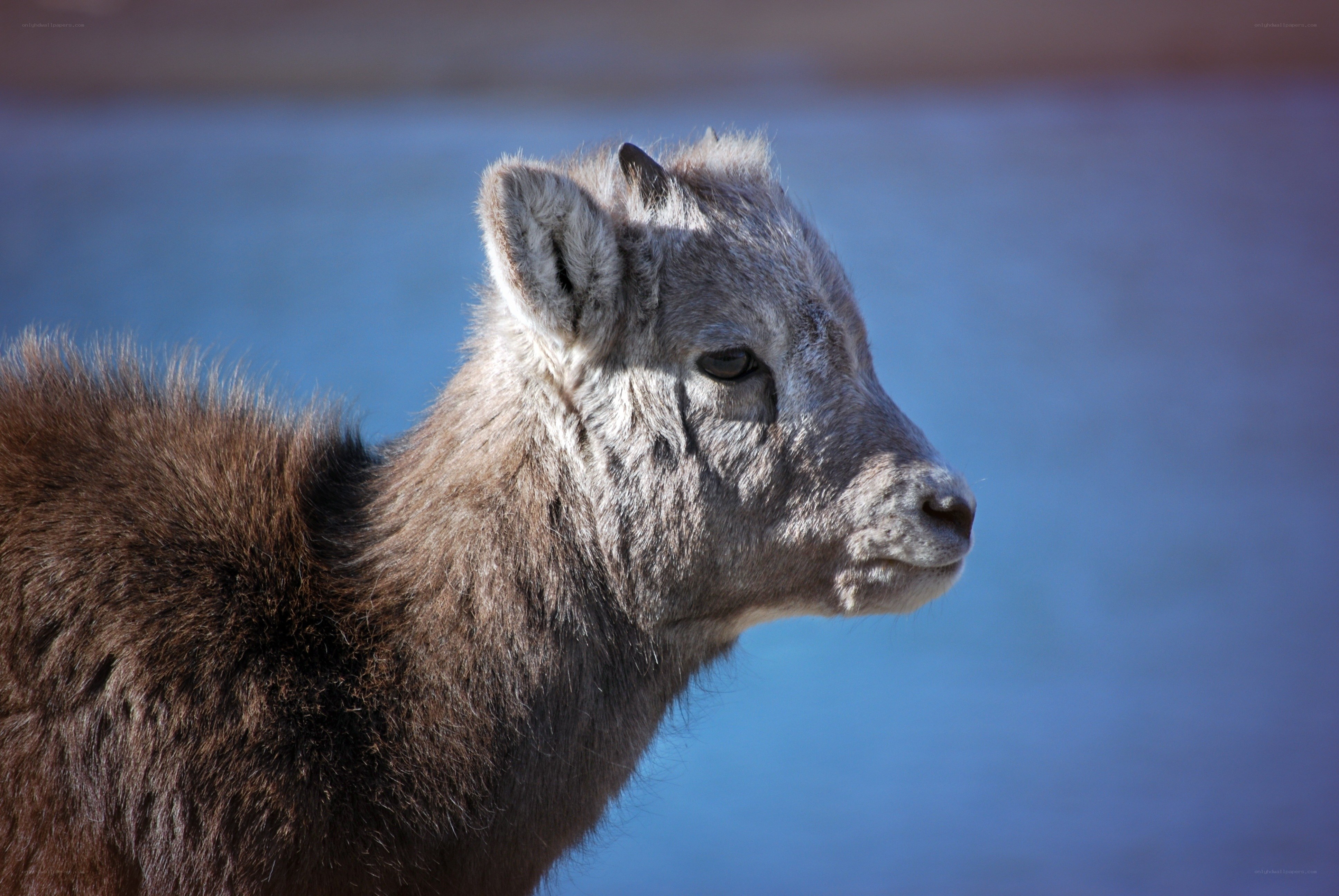 young mountain goat in profile