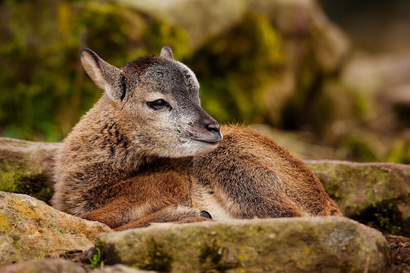young mountain goat resting