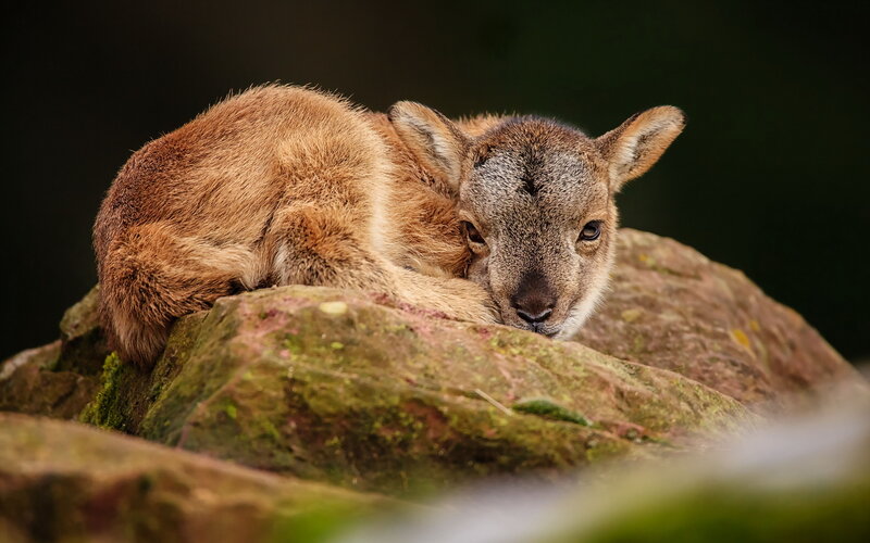 Young Mountain Goat