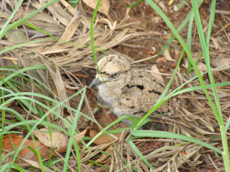 Young Nightjar Bird