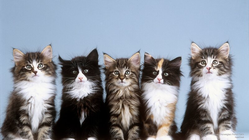 Young Norwegian Forest Cats