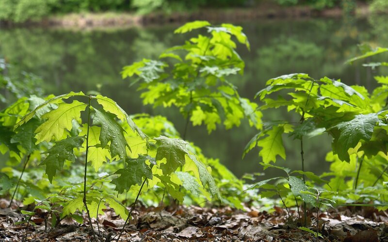 Young Oak Saplings