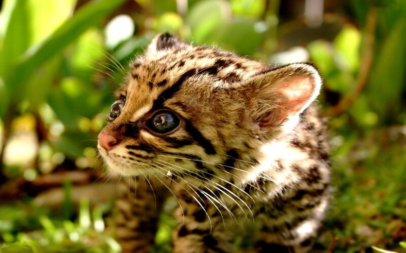 young ocelot in foliage