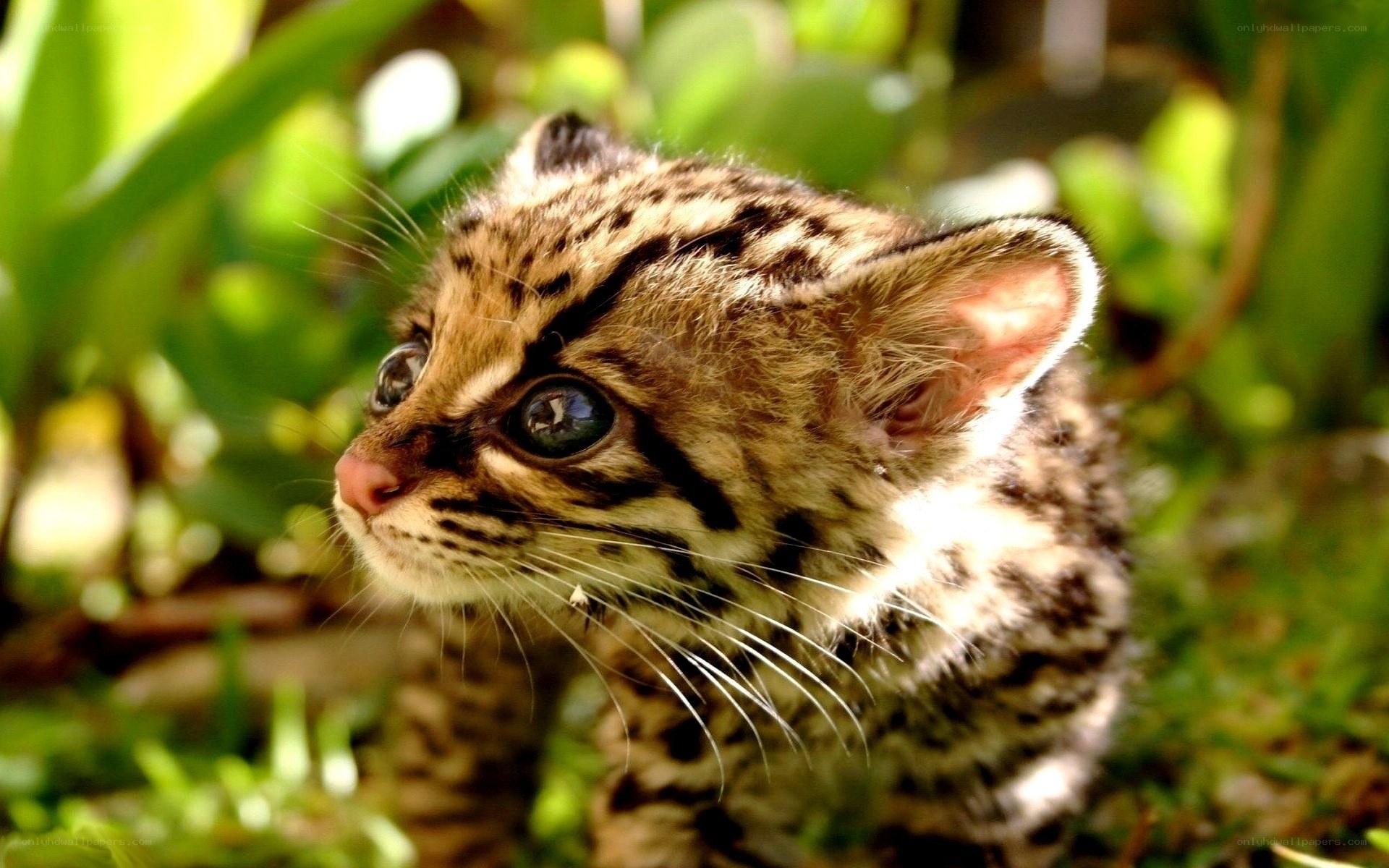 Young ocelot in the wild