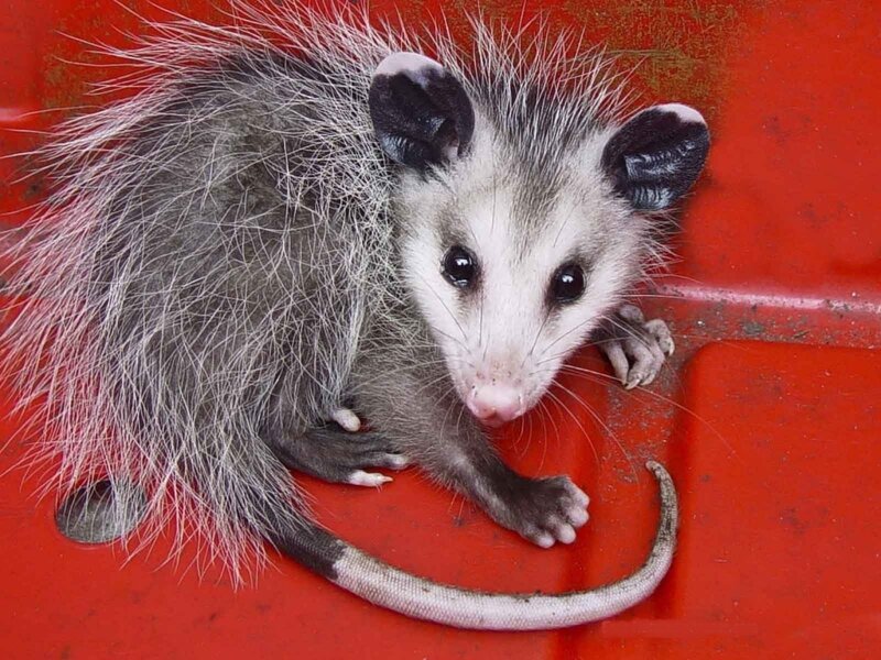Young Opossum on Red Surface
