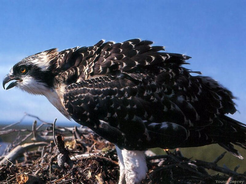 Young Osprey on Nest — Blue