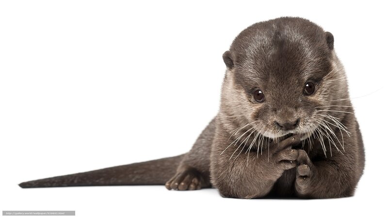 Young Otter Lying Down