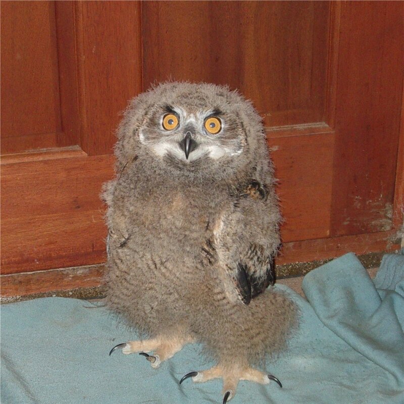 young owl chick sitting