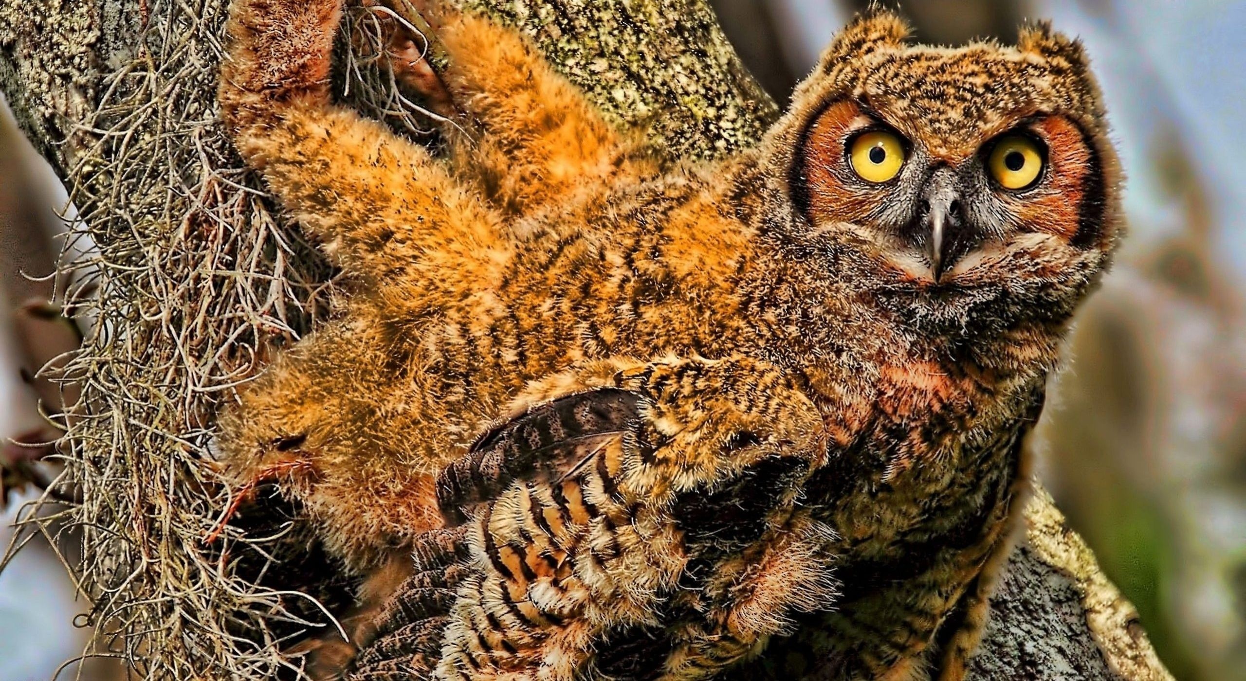 Young owl in a tree