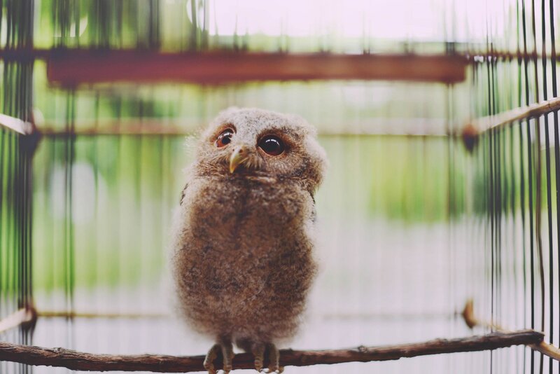 Young Owl in Cage