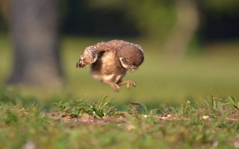 Young Owl in Mid-air