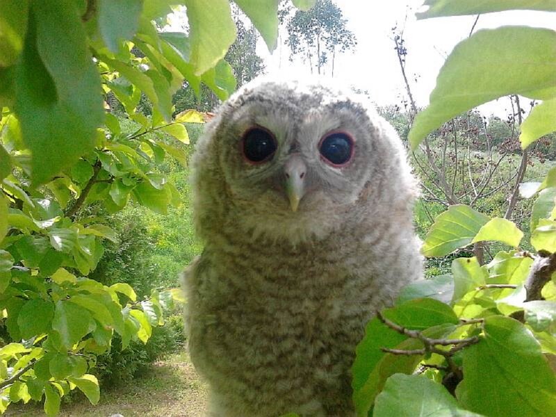 Young Owl in Tree — Green