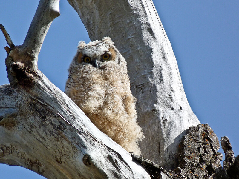 Young Owl in Tree