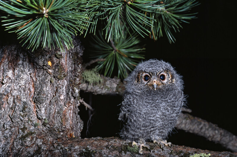 Young owl on a tree branch