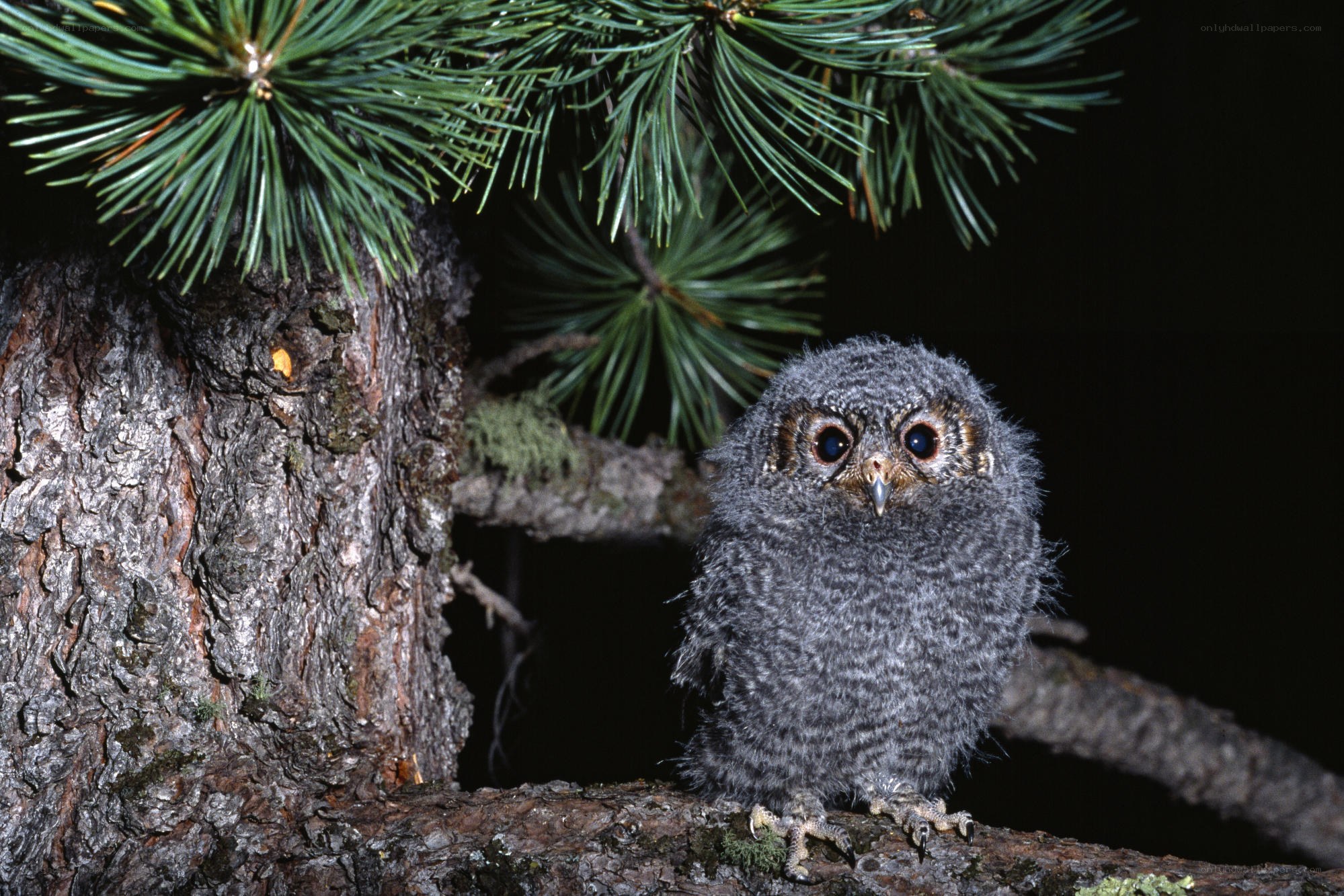 Young owl on a tree branch
