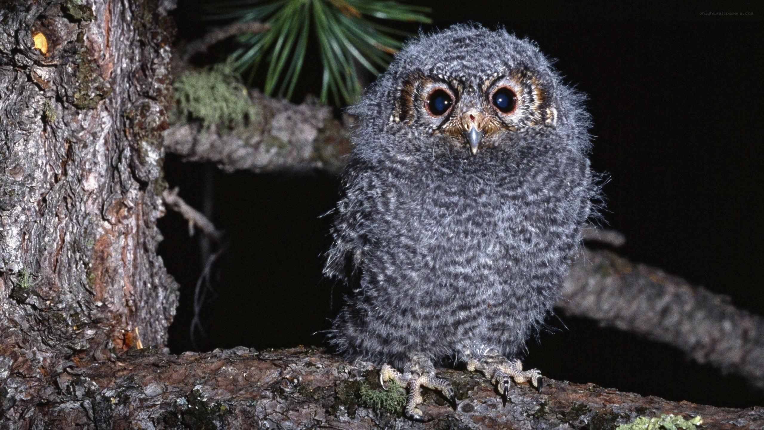 Young owl on a tree branch