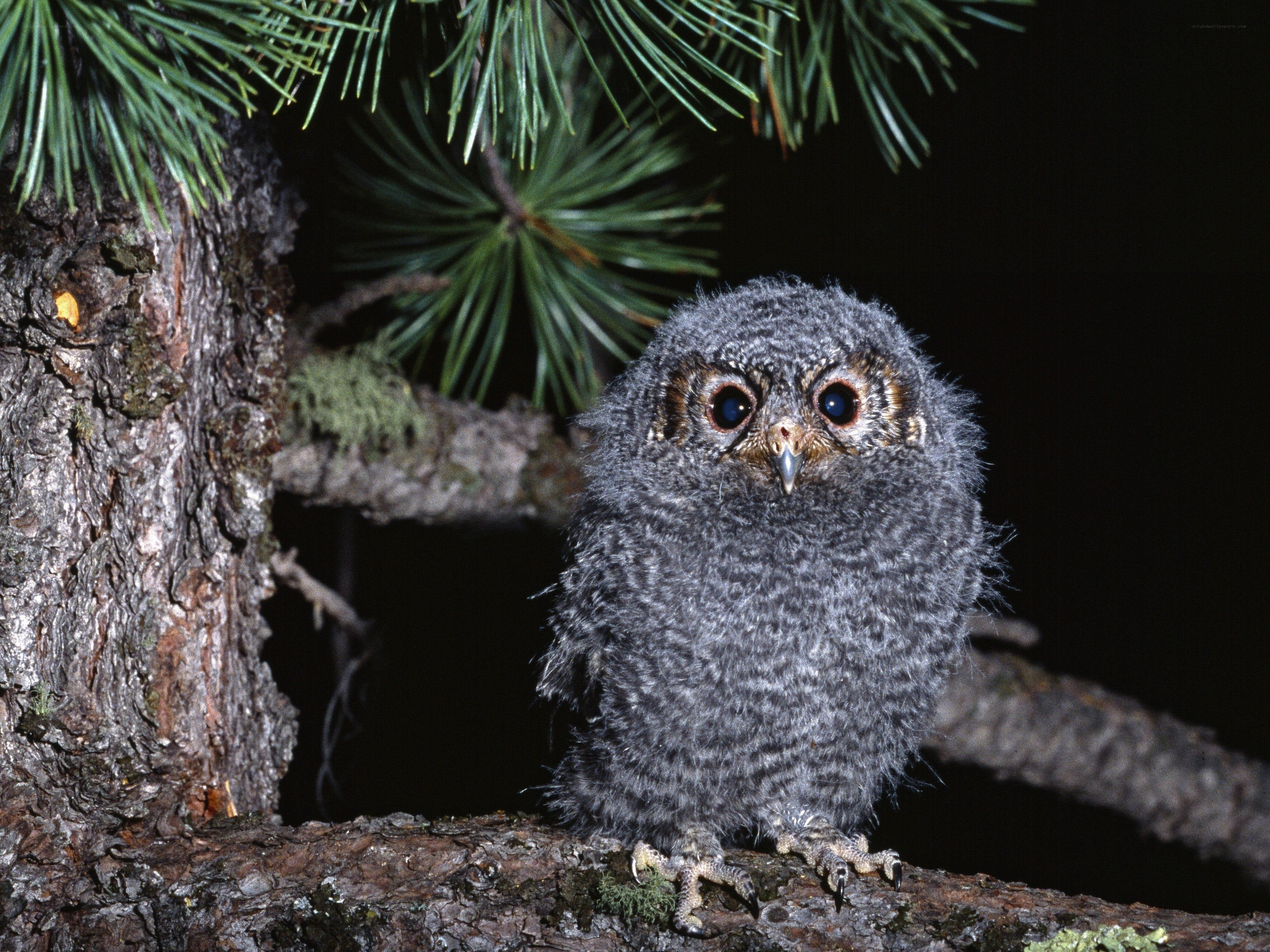 Young owl on a tree branch