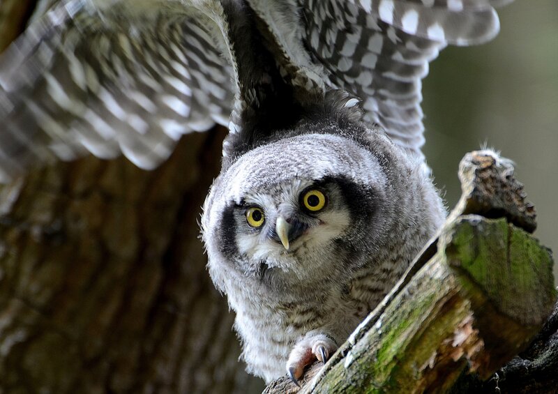 Young Owl on Branch — Gray
