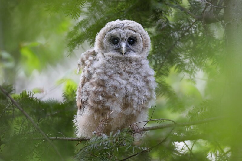 Young Owl on Branch — Green