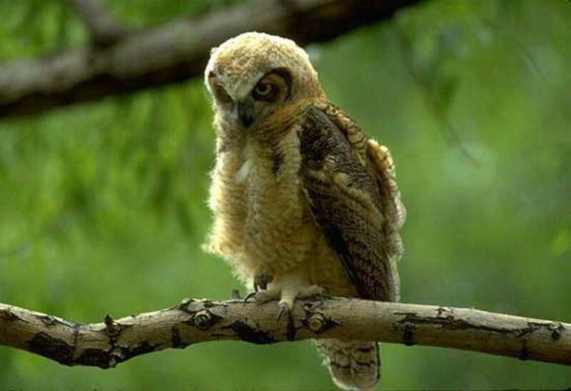 Young Owl on Branch