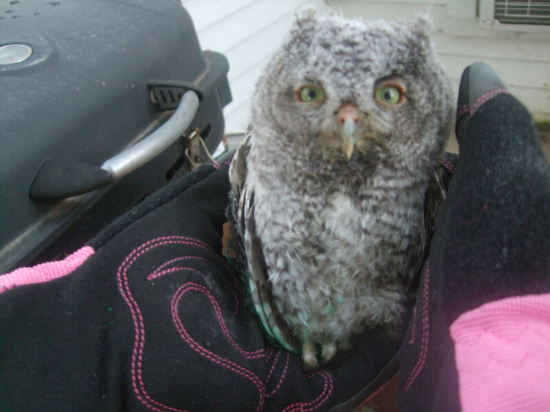 Young Owl on Gloved Hand