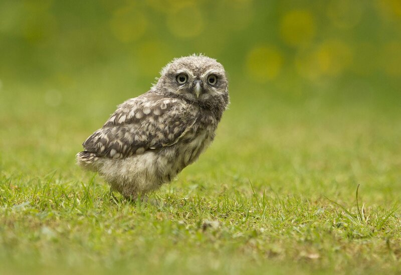 Young Owl on Grass — Green