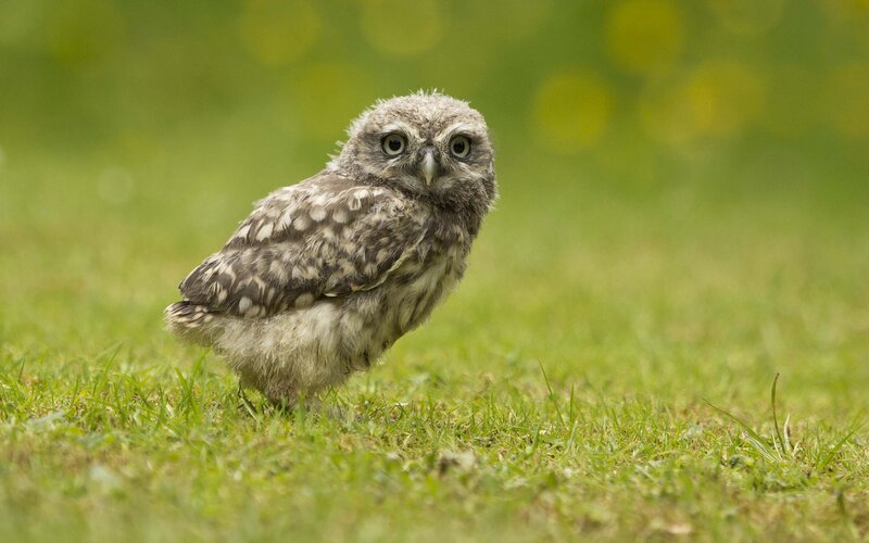 Young Owl on Grass