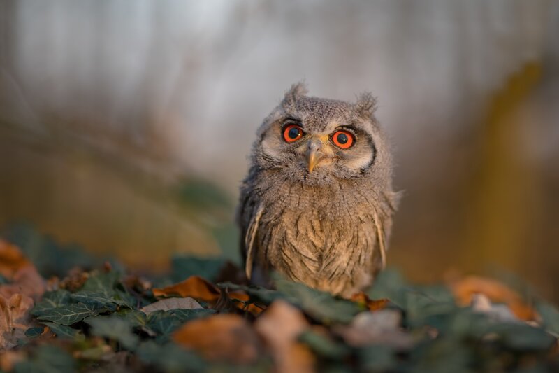 Young Owl on Ground