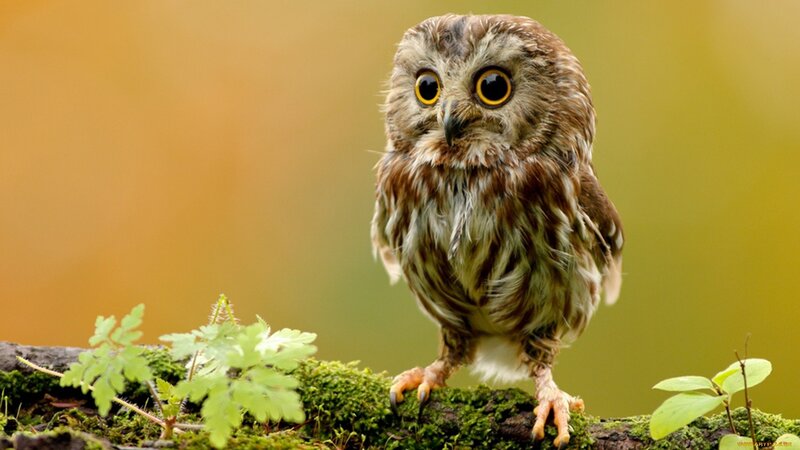 Young Owl on Mossy Branch — Brown, Calm