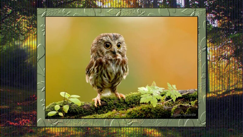Young Owl on Mossy Branch — Brown