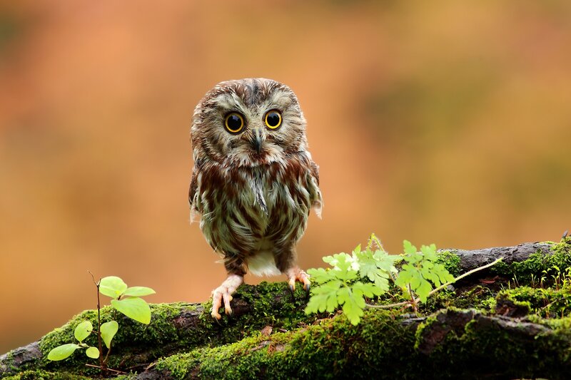 Young Owl on Mossy Branch — Green, Curious