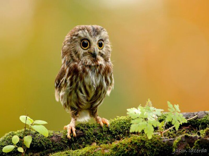 Young Owl on Mossy Branch — Green