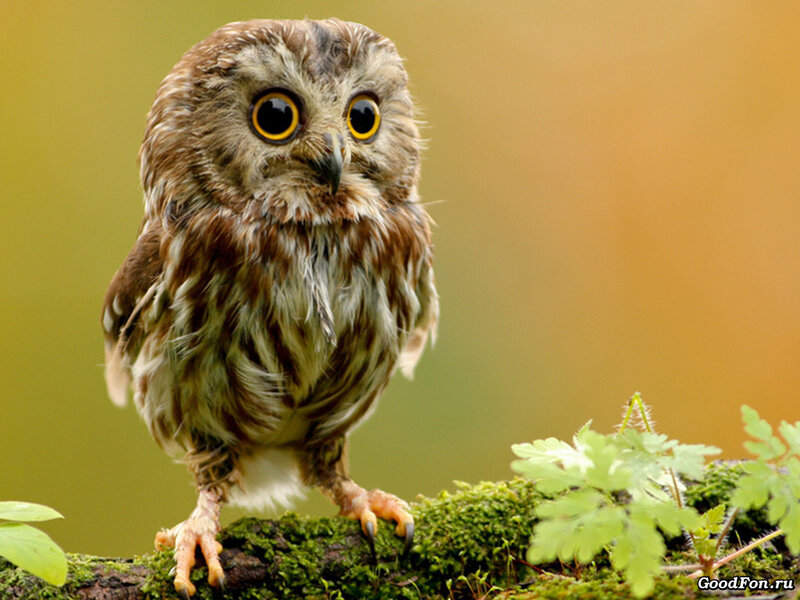 Young Owl on Mossy Branch