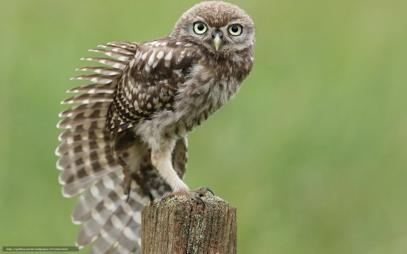 Young Owl on Post — Brown, Alert