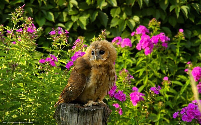 Young Owl on Post — Brown