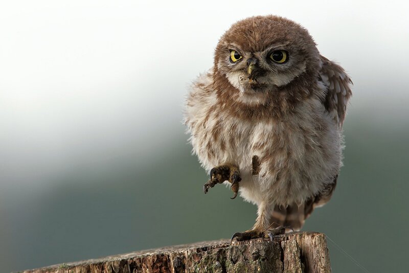 Young Owl on Post