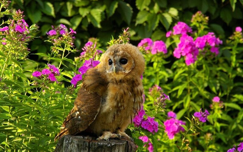 Young Owl on Stump — Brown, Serene
