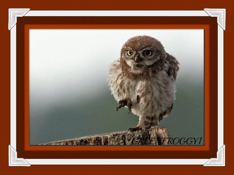 Young Owl on Stump — Brown