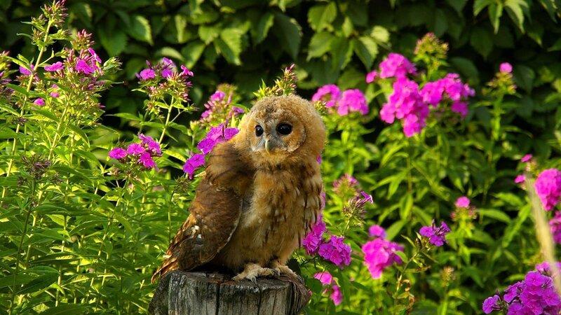 Young Owl on Stump — Green