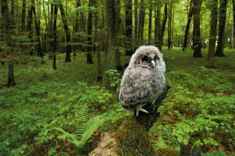 Young Owl on Stump